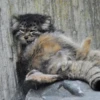 Manul 30