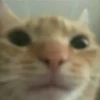 cats colic 5