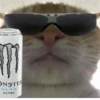 cats colic 7