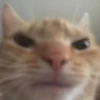 cats colic 8
