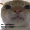 cats colic 10
