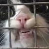 cats colic 11