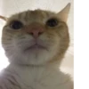 cats colic 17