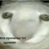 cats colic 19