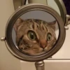 cats colic 21
