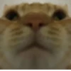 cats colic 22