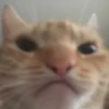 cats colic 25