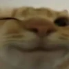 cats colic 26