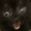 Cats House 5