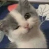 красивые котята 5