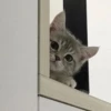 красивые котята 6