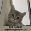 Два котика переглядываются