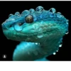 Animals :: @fStikBot 5