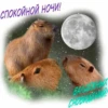 Больше стикеров: @capybarastiker 9