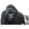 Cecki gorilla 5