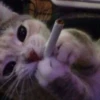 красивые котята 7