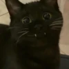 Cats by @offstikbot 5