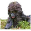 Cecki gorilla 6