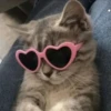 красивые котята 8