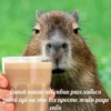 Больше стикеров: @capybarastiker 11