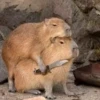 Больше стикеров: @capybarastiker 12