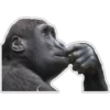 Cecki gorilla 7