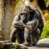 Cecki gorilla 9