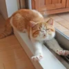 Cats by @offstikbot 7