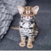 Animals :: @fStikBot 6