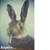 Animals :: @fStikBot 7