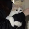 красивые котята 10