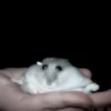 :; hamsters @xiroe 5
