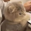 Cats by @offstikbot 8