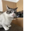 Animals :: @fStikBot 8