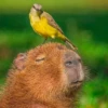 Больше стикеров: @capybarastiker 15