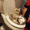 Animals :: @fStikBot 10