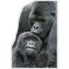 Cecki gorilla 10