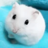 :; hamsters @xiroe 6