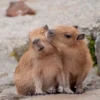Больше стикеров: @capybarastiker 17