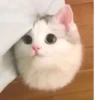 Cats House 11