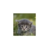 Cats from @Sosha_kitten1357 7