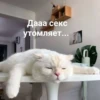 Дааа секс утомляет...