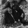 Cecki gorilla 11