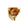 Cats from @Sosha_kitten1357 8