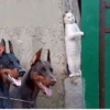Animals :: @fStikBot 11