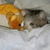 Crying Cat, @icarusfalls 9