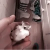 :; hamsters @xiroe 7