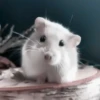 :; hamsters @xiroe 8
