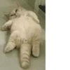 Cats House 13