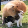 Больше стикеров: @capybarastiker 20